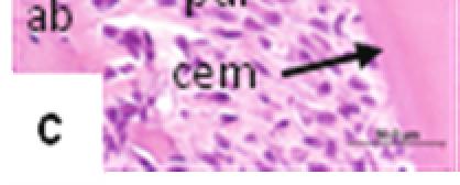 Ve stadiu P20 se zvyšuje proliferace epitelové manžety a periodontálních vazů v oblasti krčku (obr. 9, a). Několik pozitivních buněk bylo pozorováno v měkkých tkáních korunky.
