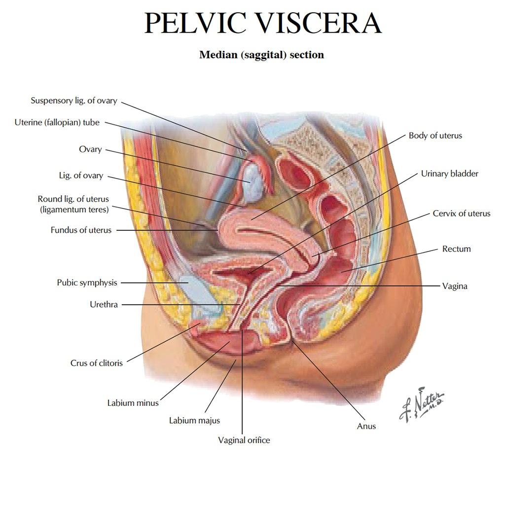 Pokud Vám byla doporučena pánevní operace (zahrnuje diagnostická laparoskopie, odstranění dělohy, vejcovodů nebo vaječníků), budete vyzvána k podepsání formuláře o souhlasu.