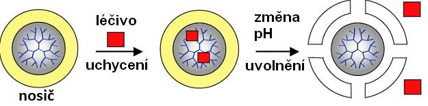 polymerů, mikroflory střeva, tlaku ve střevě,