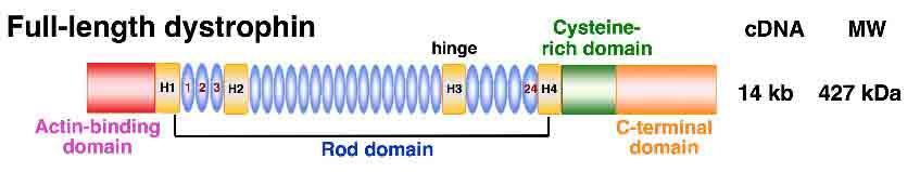 Poruchy kosterních svalů DMD gen Xp21.2 79 exonů, 2400 kb - protein dystrofin - 4 funkční domény - 1.