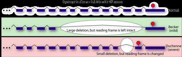 Poruchy kosterních svalů BMD = méně vážná alelická foma DMD Změny v DMD - mutace bazí (C3304Y) brání vazbě dystrofinu na b-dystroglykan - duplikace exonů - cca 65 % DMD - delece částí genu - porušený