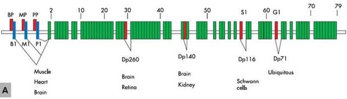 Poruchy kosterních svalů Tkáňově specifické formy dystrofinu - v mozku, srdci, Purkyňových buňkách - pocházející z rozdílných promotorů, každý s jedinečným prvním exonem Pro isoformy menší