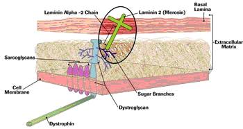 velká množství extracelulární tkáně Laminin-2 - heterotrimer = těžký řetězec (a2) a dva lehké (b1/g1) - ve svalech se laminin a2 váže na a-dystroglykan a