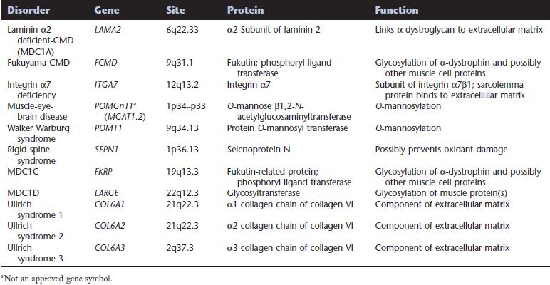 Poruchy kosterních svalů Proteiny genů asociovaných s rozličnou formou CMD: - vazba sarkolemy a