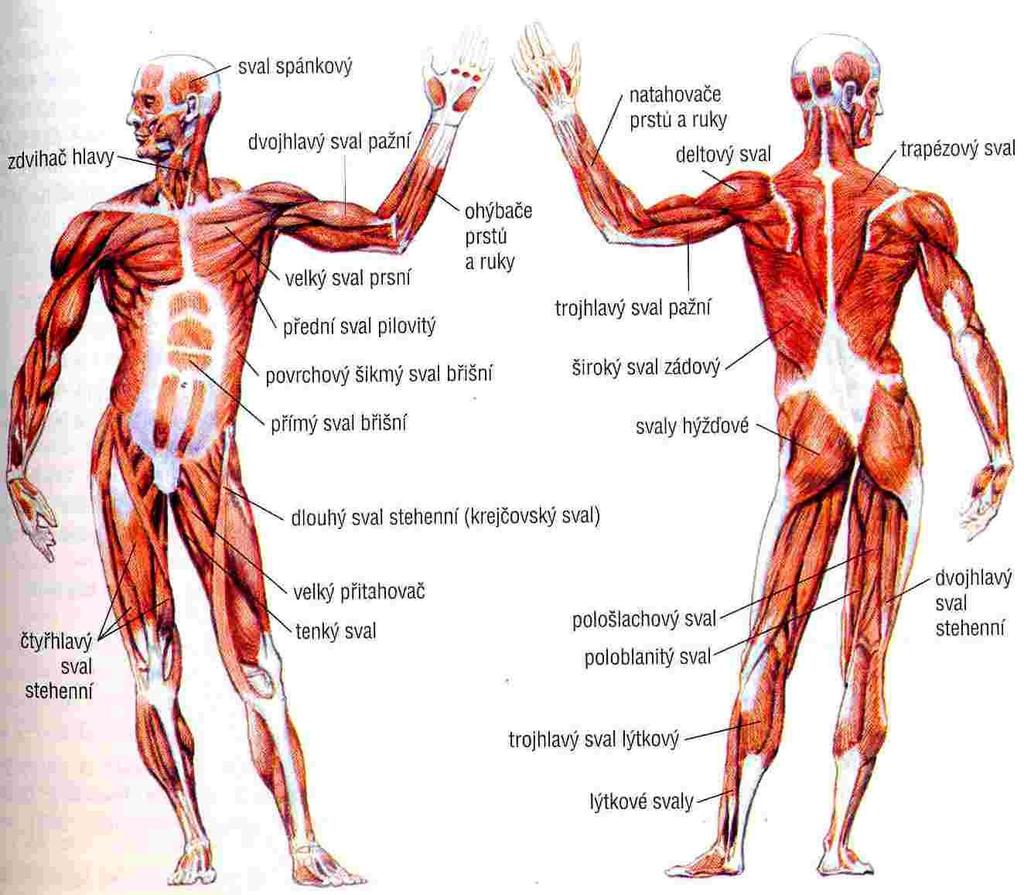 Molekulární genetika svalových poruch cca 650 svalů - pohyb - postoj - stání na nohou -