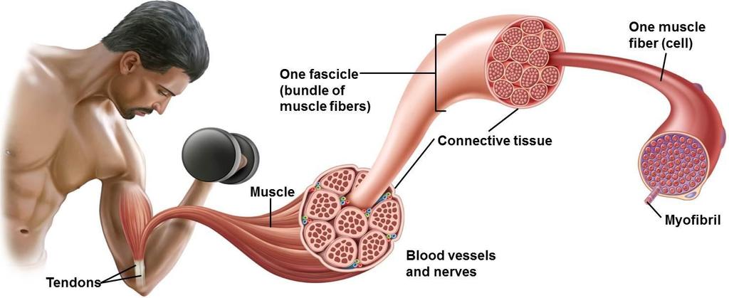 Struktura kosterního svalu - svalové vlákno = shluk svalových buněk