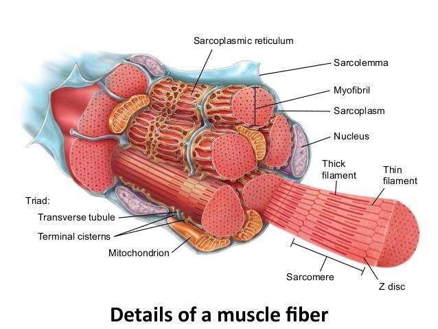 Membrána Cytoplasma Mitochondrie = sarkolema = sarkoplasma = sarkosomy