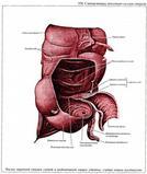 cm jejunum 160 200 cm ileum 200 270 cm