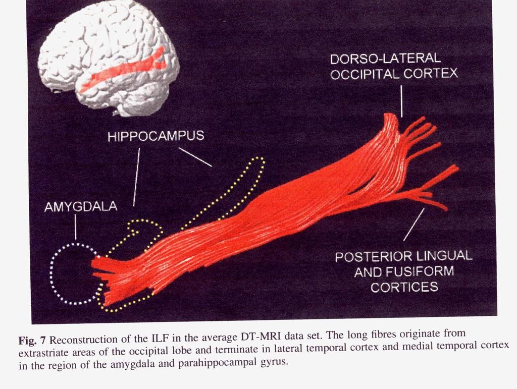 Fasciculus