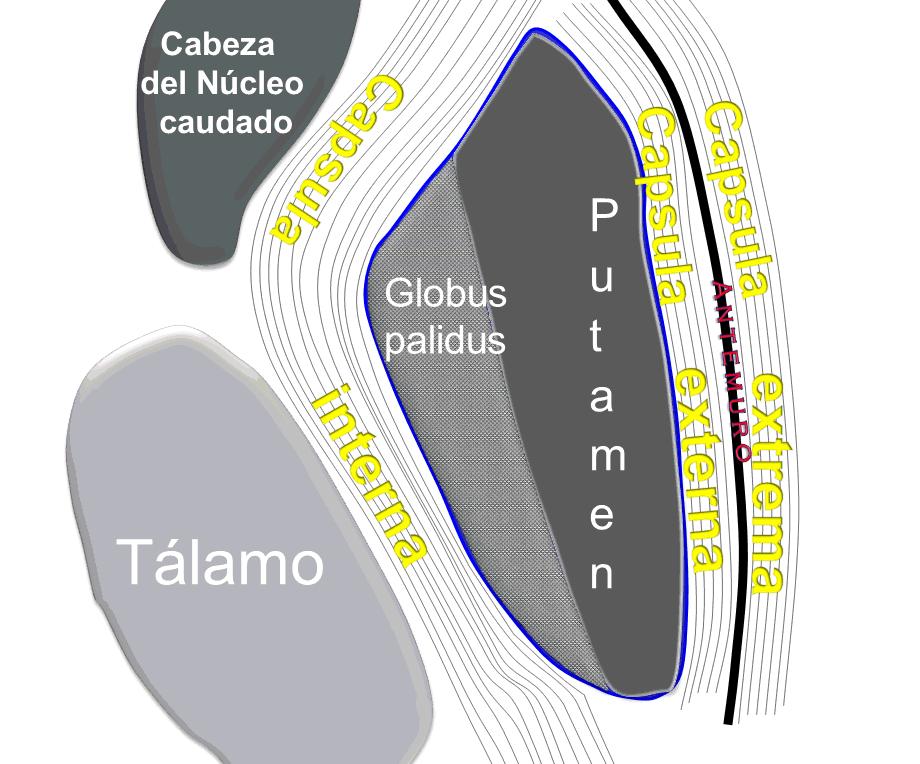 Bílá hmota centrum semiovale corona radiata capsula interna mezi talamem + nucleus caudatus (mediálně) a nucleus lentiformis (laterálně) crus anterius, genu,