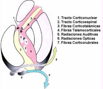 Capsula interna (Vnitřní pouzdro) crus anterius radiatio thalami ant. (tr. thalamocorticalis) tr. frontopontinus genu tr. corticonuclearis crus posterius radiatio thalami centralis (tr.