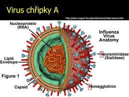 Chřipka virové, vysoce nakažlivé onemocnění influenza viry A,B,C obal obsahuje 2 antigeny-hemaglutinin (H 1-18), neuraminidázu (N 1-11), H1N1, H3N2 ID: 18-24 hodin, infekční dávka malá, snadné šíření