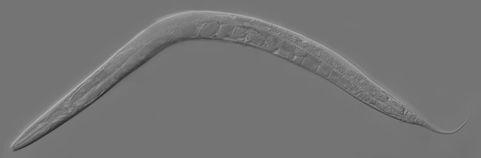 3 Fluorescenční mikroskopie a modelový organismus Modelový organismus Caenorhabditis elegans Obr. 3.5: Dospělý jedinec Caenorhabditis elegans [19] 3.3 Modelový organismus Caenorhabditis elegans 3.