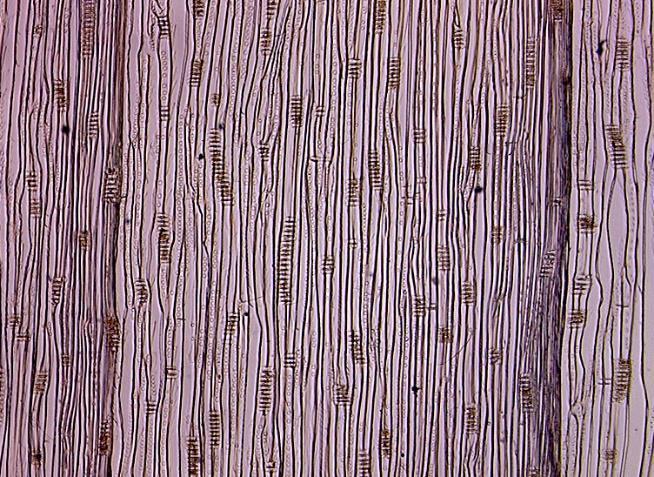 Obr. 23: Tangenciální řez jedle (www.wood.mendelu.cz) 6.1.2 Mikroskopická struktura smrku (Picea) U smrku již pozorujeme přítomnost pryskyřičných kanálků.