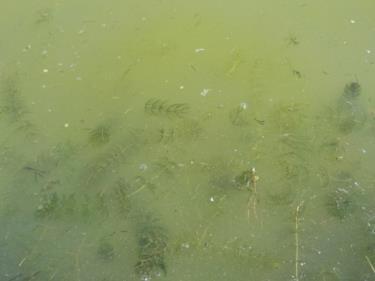 Počet rodinek Water Transparency (cm) rybník Rod 2014, 2015 a 2016 rodinky Průhlednost vody na