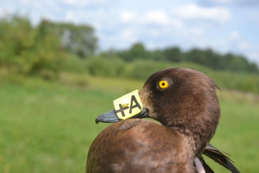 kachen, patrně v důsledku kompetice rybích