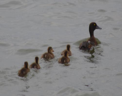 waterbirdmonitoring.