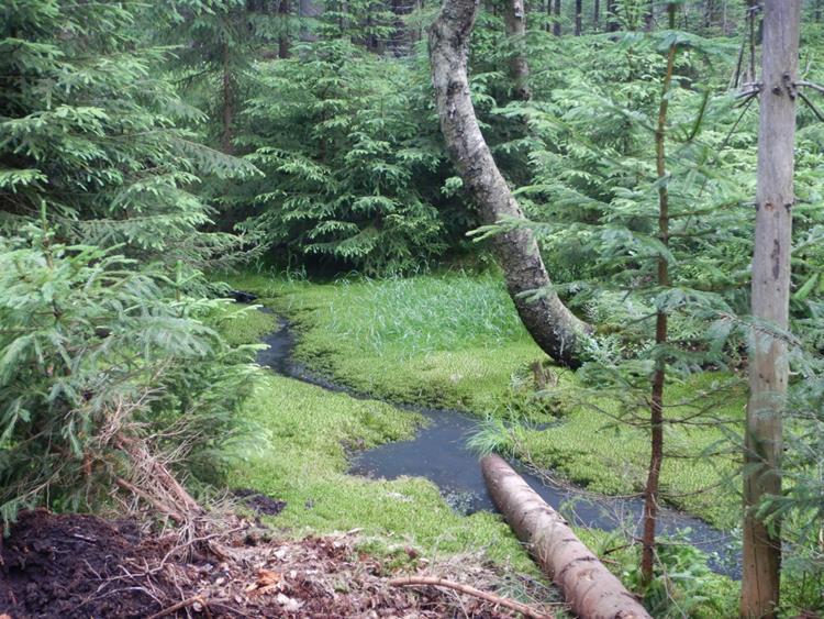 Stengelhaide füllt sich kurz nach der Baumaßnahme mit Wasser / Stengelhaide