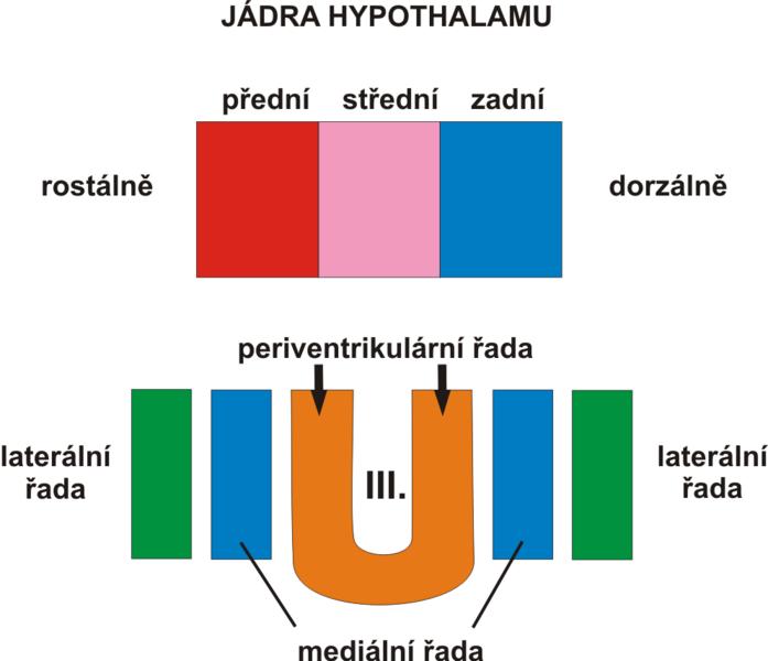 Jádra hypothalamu Jádra hypothalamu jsou v jeho jednotlivých oddílech anatomicky rozloţena ve třech paralelních řadách (zónách) nejlépe definovaných opět na frontálním řezu (obr. 3).