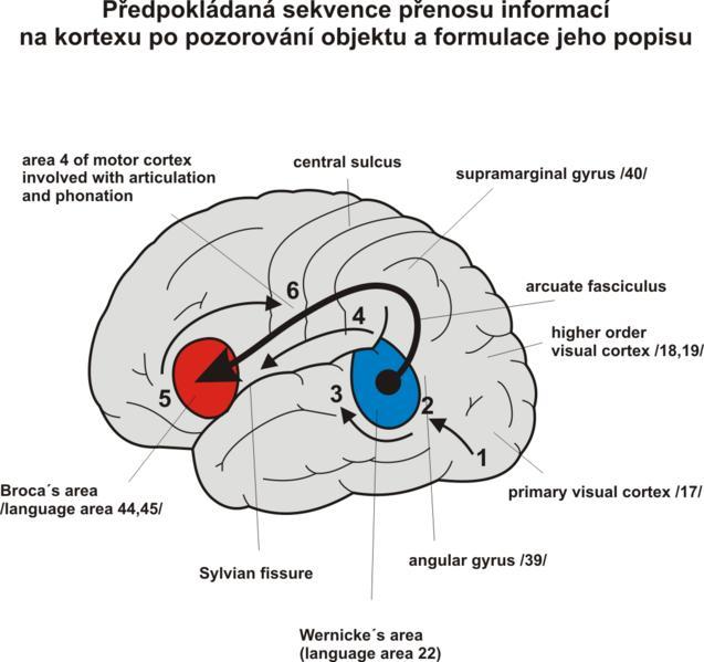 Neokortex je na základě úplné šestivrstevné stavby označován jako isokortex.