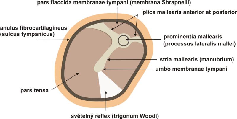Cavitas tympani (středoušní dutina) Auris media (střední ucho) Dutina středoušní je prostor, který lze zjednodušeně přirovnat ke kvádru, jehoţ mediální a laterální stěny prominují dovnitř, takţe má