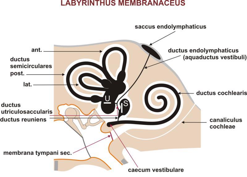 Na lamina basilaris je uloţeno organum spirale Corti, vlastní sluchový senzor.
