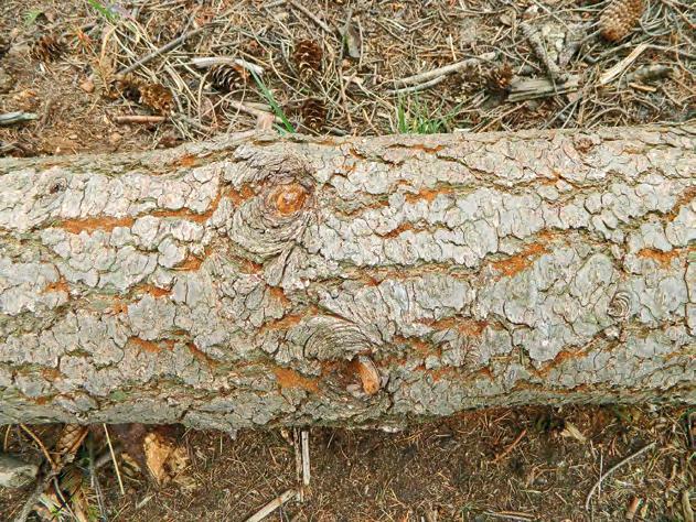 OCHRANA DOUGLASKY TISOLISTÉ (PSEUDOTSUGA MENZIESII MIRB.