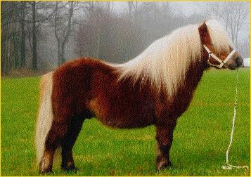 Expensive v. Bromishet (foto) S 1104: nar. 23-4-1990, ryzák, 84 cm., 1e pr.