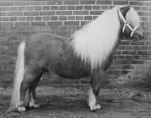 12-4-1992, ryzák, 84 cm., 1 e pr., doživotně licentován v r. 2001, chovatel: C.J. Hilhorst, Achterveld. 11.