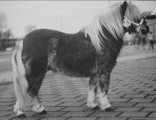 2. Charlie v.d. Dennenhoeve S 87612: nar. 26-5-1988, vraník, 83 cm., zamítnut v r.