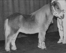 . 1989, ryzák, 83 cm., 3 e pr., zamítnut v r. 2004, chovatel: J. Helmond, Culemborg. 4.