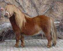 Valkenblik (foto) S 801146: nar. 1991, ryzák, 82 cm., 2 e pr., zamítnut v r.