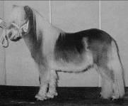 10. Fellow v. Bromishet (foto) S 800296: nar. 6-4-1991, ryzák, 85 cm., 2e pr.