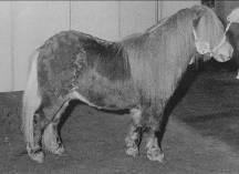Fellow of Chestnut Stable (foto) S 800349: nar. 1-5-1991, ryzák, 89 cm.