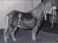 14. Fellow Boyke v. Geldersoord (foto) S 801483: nar. 1991, ryzák, 85 cm., 2 e pr., zamítnut v roce 2005, chovatel: M.W. Borgers, Huissen. 15. Ge v.d. Schootsedijk (foto) S 802417: nar.
