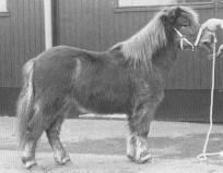 2. Branco v. Wegdam (foto) S 985: nar.. 13-6-1987, ryzák, 85 cm., 2 e pr.