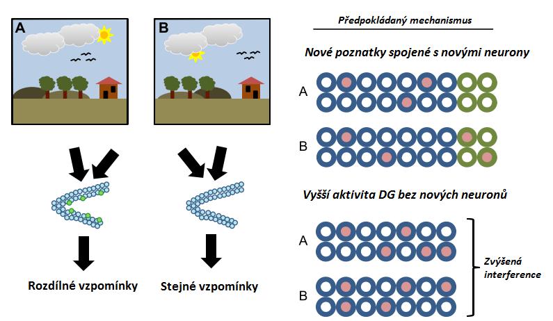 Obr.4. Příspěvek neurogeneze k rozlišení mezi dvěma podobnými obrazy A a B.