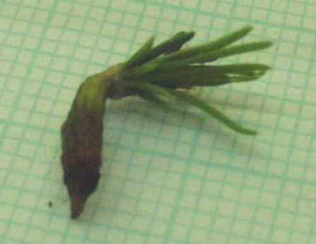 Obrázek č.