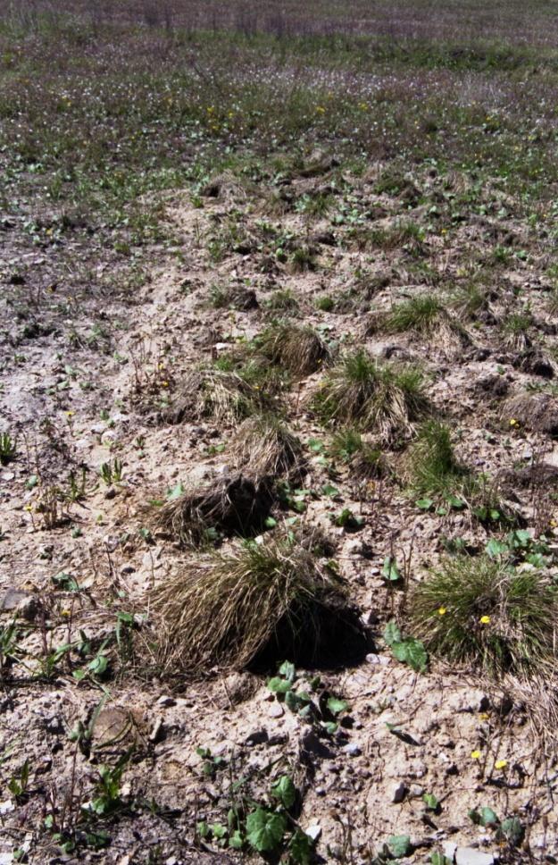 na výsypce, červen 2008: vlevo 1 hromada