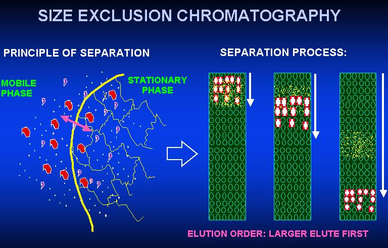 Vylučovací chromatografie Separace podle hydrodynamického objemu molekul porézní