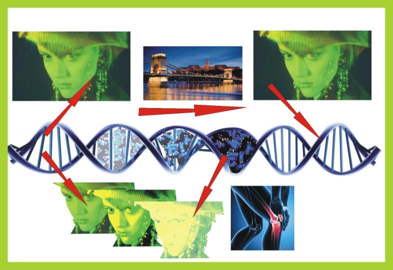Napadnutá DNA