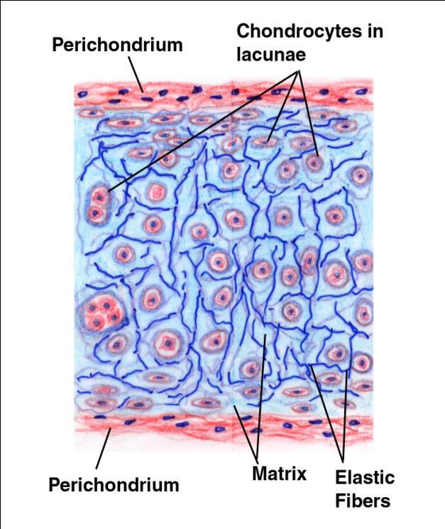 Relatively easy tissue = no nerves, no blood vessels, no other