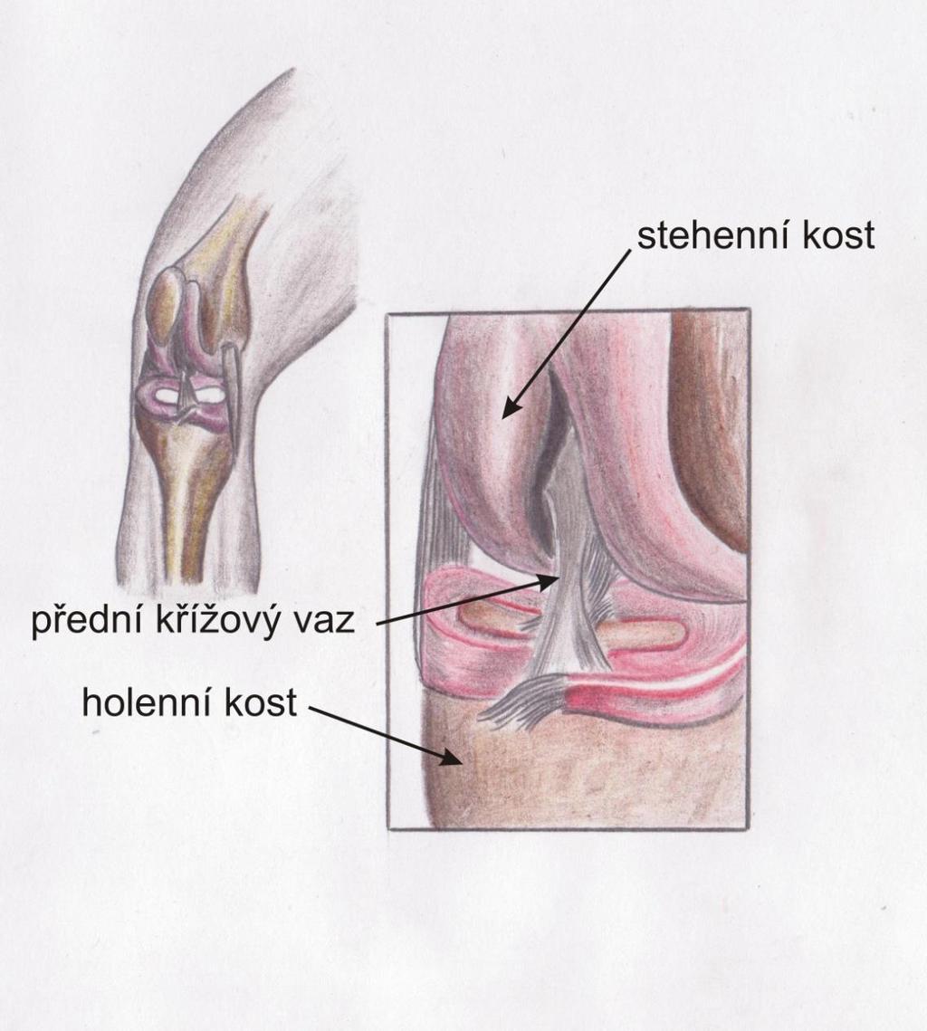 Šlachy připojují kosti ke svalům, vazy spojují jednotlivé kosti Pojivová tkáň obsahující fibroblasty,