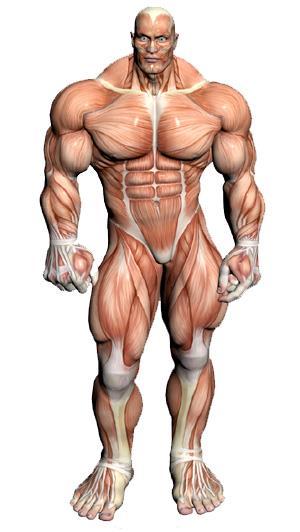Svaly Využití prekurzorových svalových buněk (MPCs=muscle precursor cells)- Duchenova, Beckerova muskulární dystrofie (genetické choroby vedoucí k postupnému