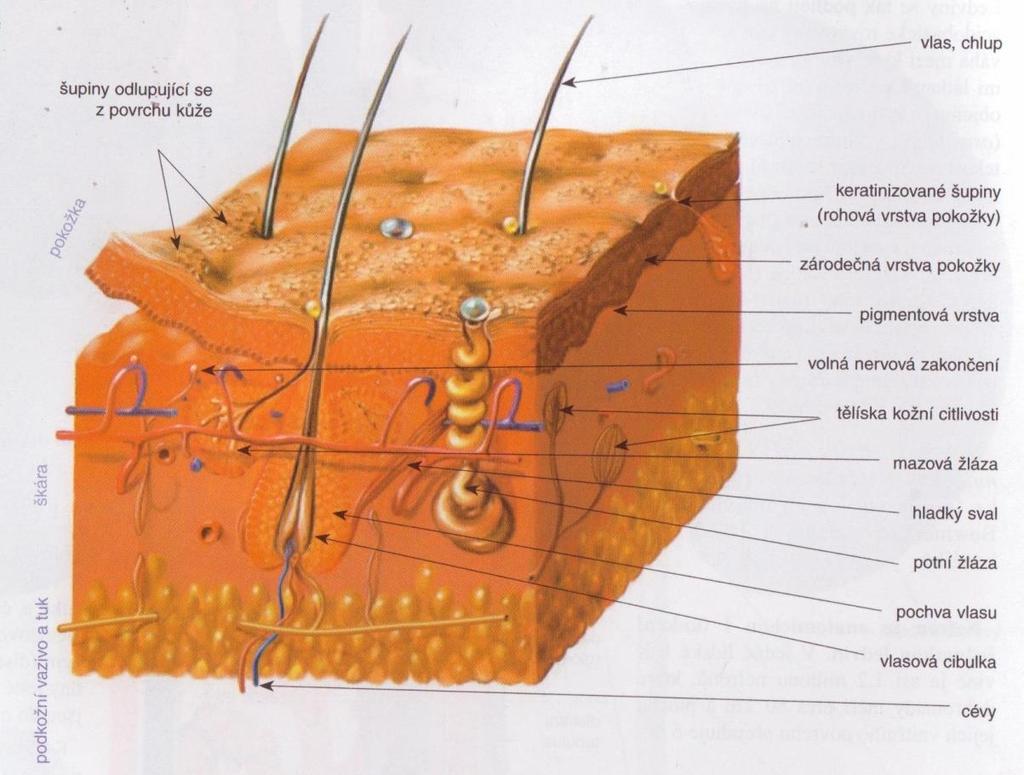 Epidermis schopna regenerace Dermis regenerace pouze v malé míře náhrada tkáně jizvou, která postrádá elasticitu a pevnost škáry Kožní