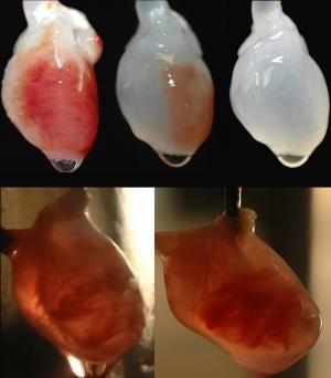 Beating Heart Created In Laboratory Potkaní decelularizované srdce (vrchní tři obrázky), a během