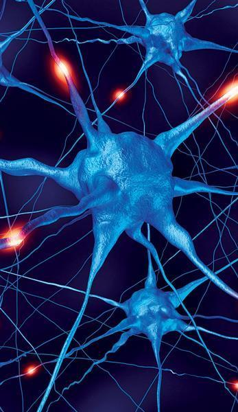 Nervový systém Využití neuronálních kmenových buněk (NSCs=neronal stem cells) k léčbě CNS (poranění míchy a mozku) Diferenciace