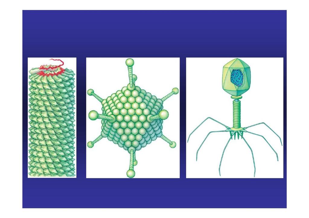 Morfologie virů - uspořádání kapsomer (nepovinné) Helikální