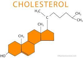 Cholesterol Látka důležitá pro