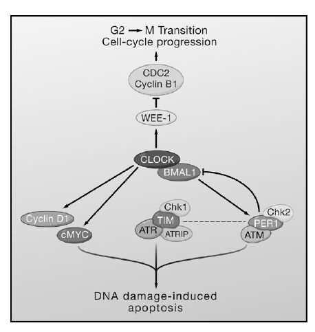 dočasně vyřazeny pomocí sirna, fosforylace Chk1 se výrazně snížila a to i v odpovědi na poškození DNA (Ünsal-Kaçmaz et al., 2005).